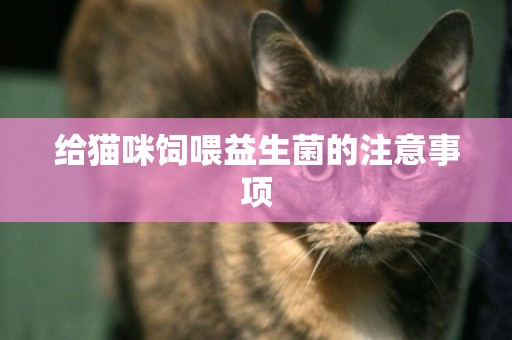 給貓咪飼喂益生菌的注意事項