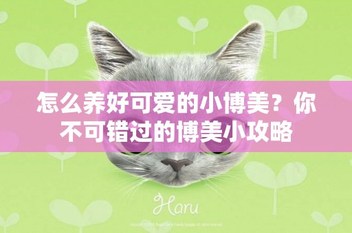 怎么養好可愛的小博美？你不可錯過的博美小攻略