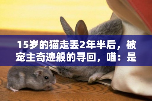 15歲的貓走丟2年半后，被寵主奇跡般的尋回，喵：是你嗎？主人！