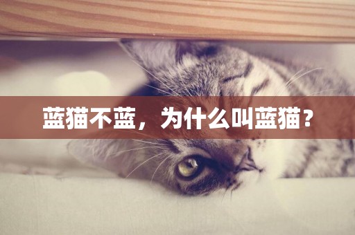 藍貓不藍，為什么叫藍貓？
