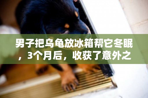 男子把烏龜放冰箱幫它冬眠，3個月后，收獲了意外之喜！