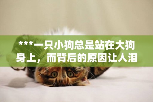 ***一只小狗總是站在大狗身上，而背后的原因讓人淚目