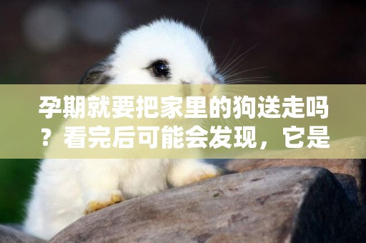 孕期就要把家里的狗送走嗎？看完后可能會發現，它是白“背鍋”了