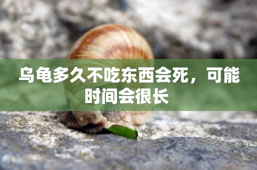 烏龜多久不吃東西會死，可能時間會很長 