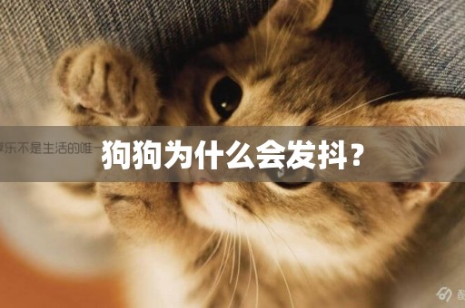 狗狗為什么會發抖？