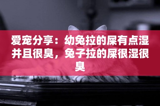 愛寵分享：幼兔拉的屎有點濕并且很臭，兔子拉的屎很濕很臭