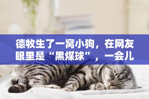德牧生了一窩小狗，在網友眼里是“黑煤球”，一會兒取暖用