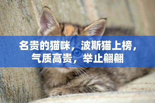 名貴的貓咪，波斯貓上榜，氣質高貴，舉止翩翩