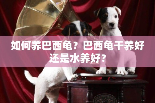 如何養巴西龜？巴西龜干養好還是水養好？