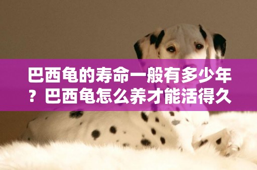 巴西龜的壽命一般有多少年？巴西龜怎么養才能活得久？