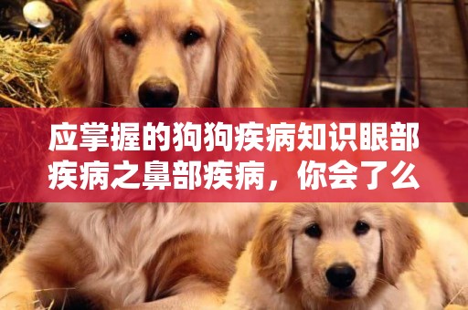 應掌握的狗狗疾病知識眼部疾病之鼻部疾病，你會了么？