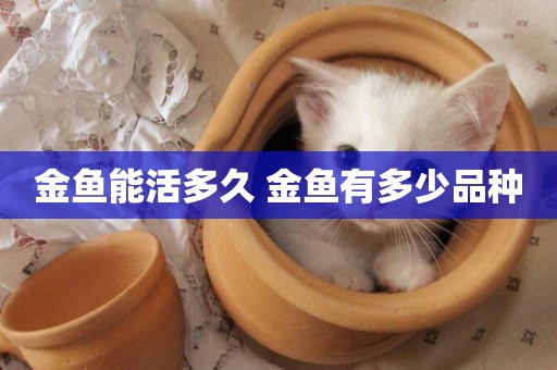 金魚能活多久 金魚有多少品種