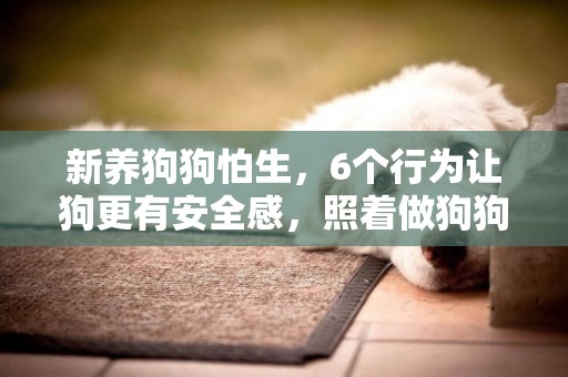 新養狗狗怕生，6個行為讓狗更有安全感，照著做狗狗會更喜歡你！