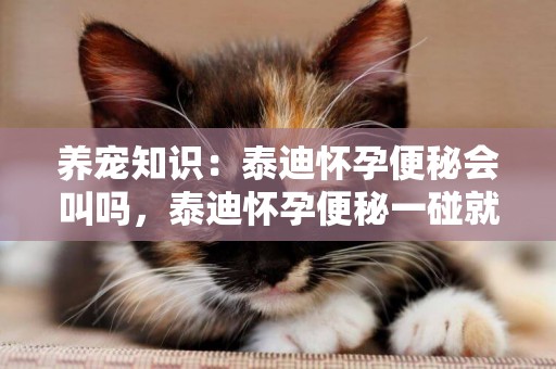 養寵知識：泰迪懷孕便秘會叫嗎，泰迪懷孕便秘一碰就叫