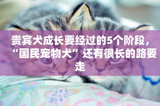 貴賓犬成長要經過的5個階段，“國民寵物犬”還有很長的路要走