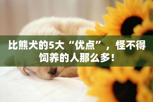 比熊犬的5大“優點”，怪不得飼養的人那么多！