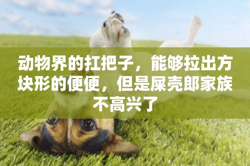 動物界的扛把子，能夠拉出方塊形的便便，但是屎殼郎家族不高興了