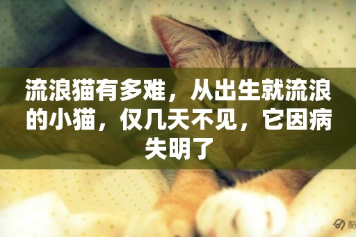 流浪貓有多難，從出生就流浪的小貓，僅幾天不見，它因病失明了