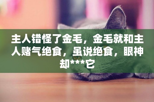 主人錯怪了金毛，金毛就和主人賭氣絕食，雖說絕食，眼神卻***它