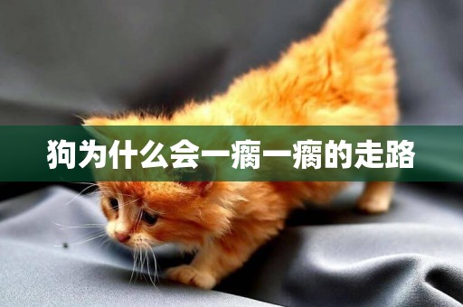 狗為什么會一瘸一瘸的走路
