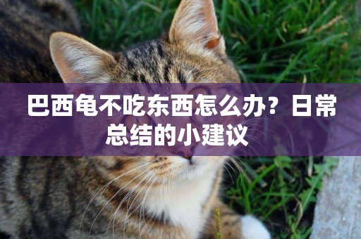 巴西龜不吃東西怎么辦？日常總結的小建議 