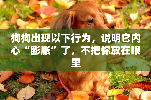 狗狗出現以下行為，說明它內心“膨脹”了，不把你放在眼里