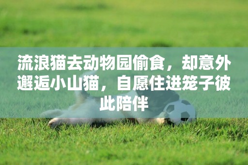 流浪貓去動物園偷食，卻意外邂逅小山貓，自愿住進籠子彼此陪伴