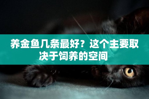 養金魚幾條最好？這個主要取決于飼養的空間 