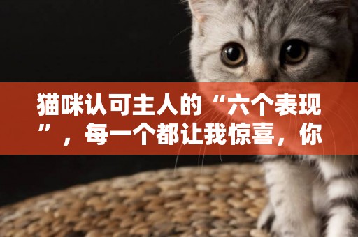 貓咪認可主人的“六個表現”，每一個都讓我驚喜，你家貓有幾個？