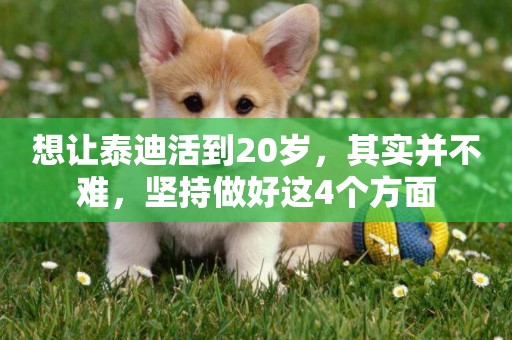 想讓泰迪活到20歲，其實并不難，堅持做好這4個方面