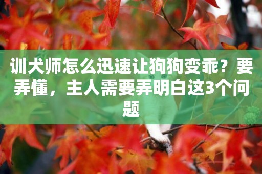 訓犬師怎么迅速讓狗狗變乖？要弄懂，主人需要弄明白這3個問題