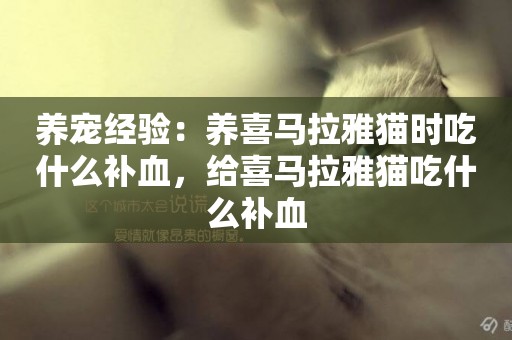 養寵經驗：養喜馬拉雅貓時吃什么補血，給喜馬拉雅貓吃什么補血
