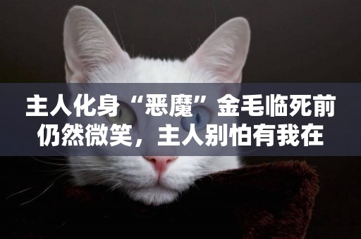 主人化身“惡魔”金毛臨死前仍然微笑，主人別怕有我在