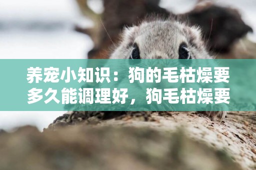 養寵小知識：狗的毛枯燥要多久能調理好，狗毛枯燥要調理多久