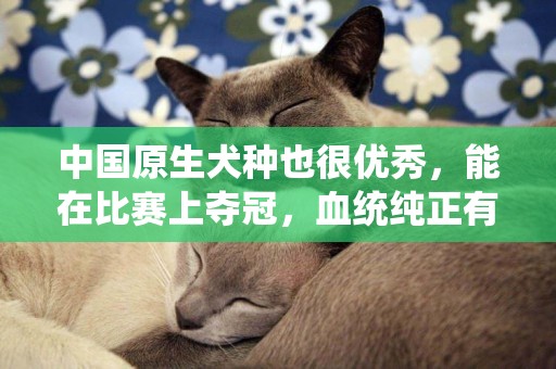 中國原生犬種也很優秀，能在比賽上奪冠，血統純正有專業繁殖機構
