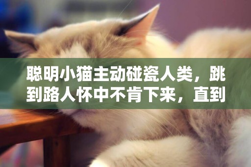聰明小貓主動碰瓷人類，跳到路人懷中不肯下來，直到帶它回家