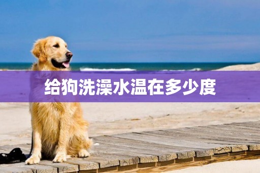 給狗洗澡水溫在多少度