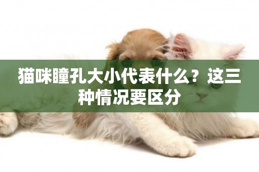 貓咪瞳孔大小代表什么？這三種情況要區分