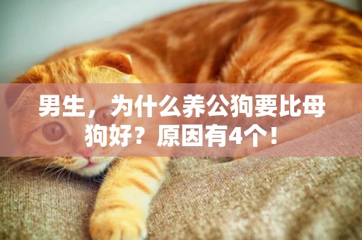 男生，為什么養公狗要比母狗好？原因有4個！