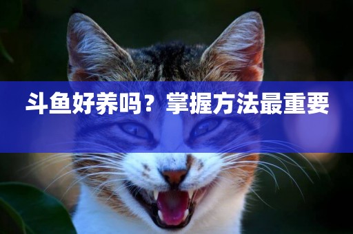斗魚好養嗎？掌握方法最重要 
