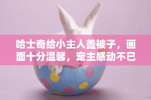 哈士奇給小主人蓋被子，畫面十分溫馨，寵主感動不已