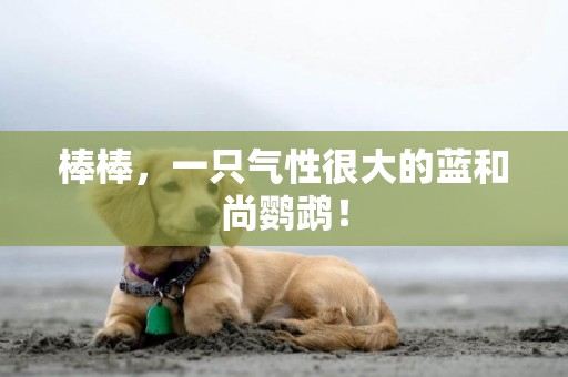 棒棒，一只氣性很大的藍和尚鸚鵡！