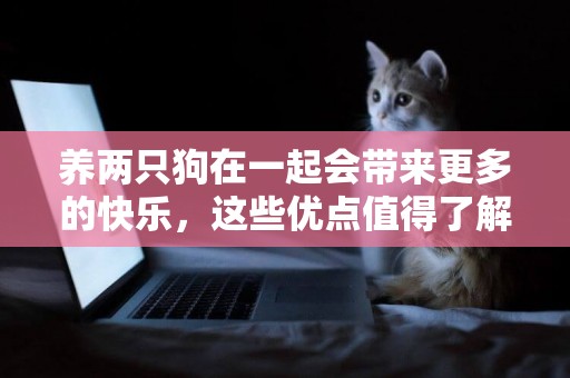 養兩只狗在一起會帶來更多的快樂，這些優點值得了解