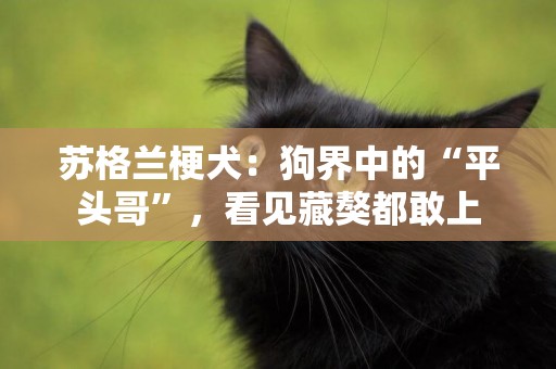 蘇格蘭梗犬：狗界中的“平頭哥”，看見藏獒都敢上