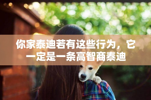 你家泰迪若有這些行為，它一定是一條高智商泰迪