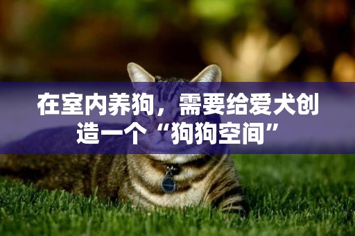 在室內養狗，需要給愛犬創造一個“狗狗空間”