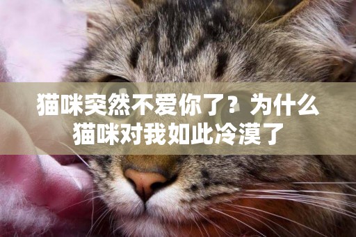 貓咪突然不愛你了？為什么貓咪對我如此冷漠了