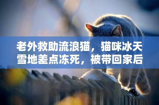 老外救助流浪貓，貓咪冰天雪地差點凍死，被帶回家后獲得新生