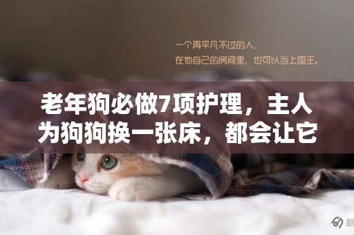 老年狗必做7項護理，主人為狗狗換一張床，都會讓它過得更舒服