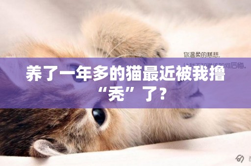 養了一年多的貓最近被我擼“禿”了？